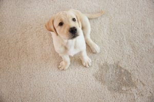 get dog pee stain out of carpet